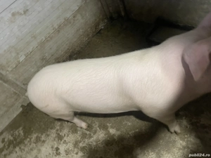 Vând porc(scroafă) - imagine 4