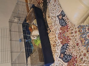 Vând două fetițe porcușori de guineea  - imagine 3