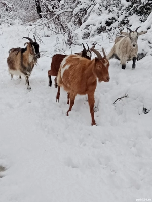 capre disponibile  - imagine 3