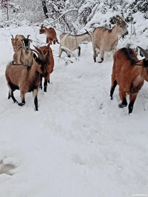 capre disponibile  - imagine 2