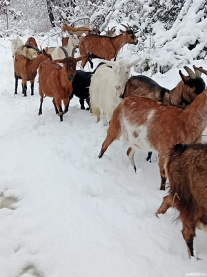 capre disponibile  - imagine 4