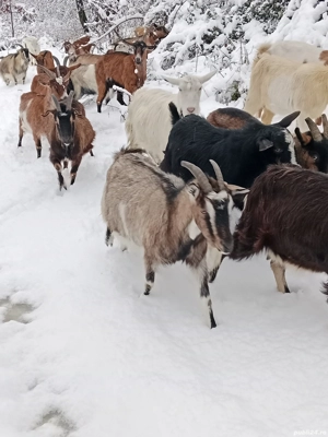 capre disponibile  - imagine 5