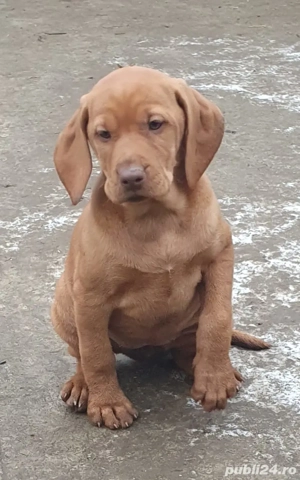 Căței rasa vizsla maghiara