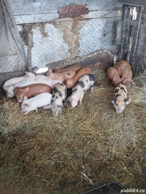 De Vânzare 13 purcei de 8 săptămânii vacinați  