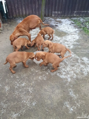 Căței rasa vizsla maghiara - imagine 2
