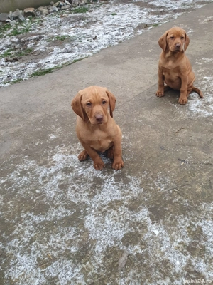 Căței rasa vizsla maghiara - imagine 3