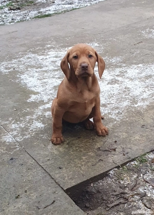 Căței rasa vizsla maghiara - imagine 4