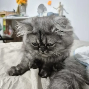 vand pisicuta persana  - imagine 2