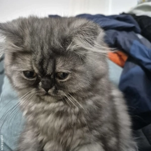 vand pisicuta persana  - imagine 3