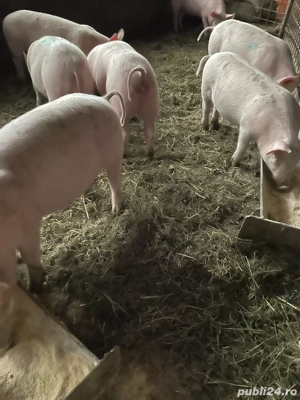 Vand grostei !! - imagine 4