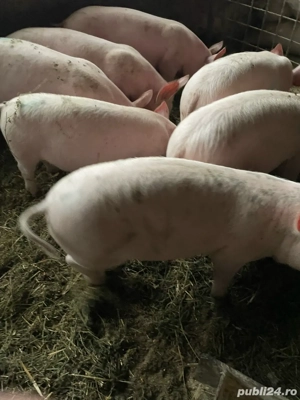 Vand grostei !! - imagine 2