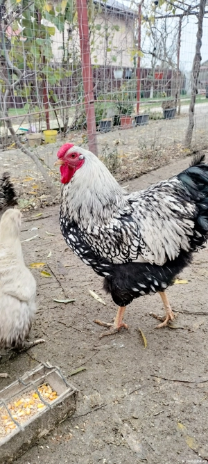 Cocoș wyandot tânăr  - imagine 2