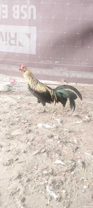 2 cocoși Phoenix pitic 