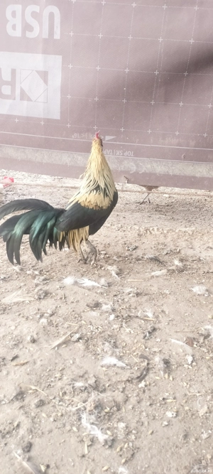 2 cocoși Phoenix pitic  - imagine 2