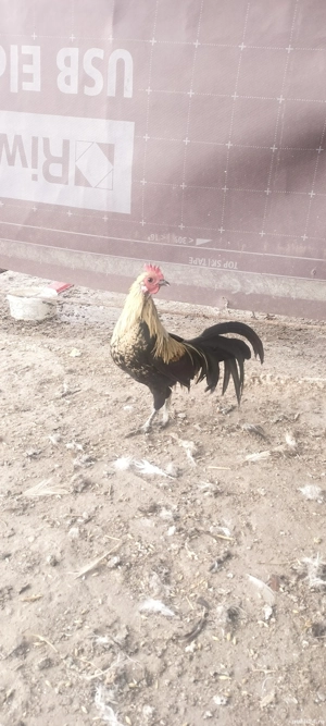 2 cocoși Phoenix pitic  - imagine 3