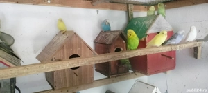 Papagali peruși voioși  - imagine 3