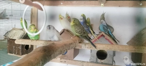 Papagali peruși voioși  - imagine 4