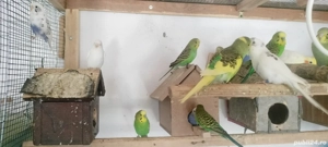 Papagali peruși voioși  - imagine 2