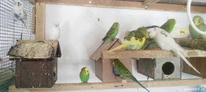 Papagali peruși voioși 