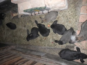 Vând 20 iepurași. - imagine 4