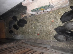 Vând 20 iepurași. - imagine 2