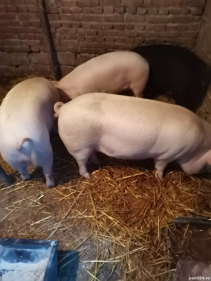 Porci tineri pt sacrificat - imagine 2