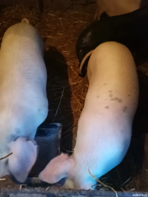 Porci tineri pt sacrificat