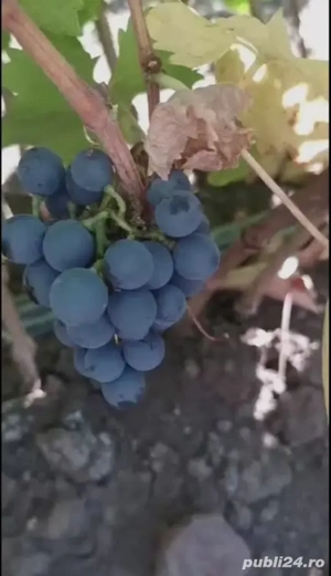 Vin roșu diverse  soiuri 