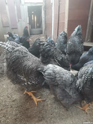 Vând cocoși 2025  - imagine 4