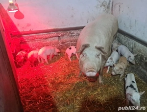 Scroafe gestante si scroafe cu porci 5-6 saptamani