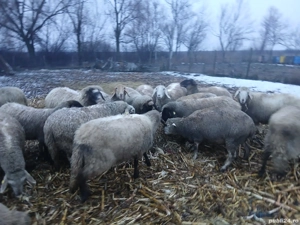 vand mioare gestante - imagine 5