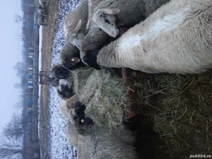 vand mioare gestante - imagine 2