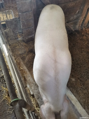 Slănină recent afumata 