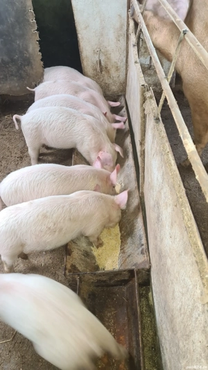  4 purcei de vânzare 