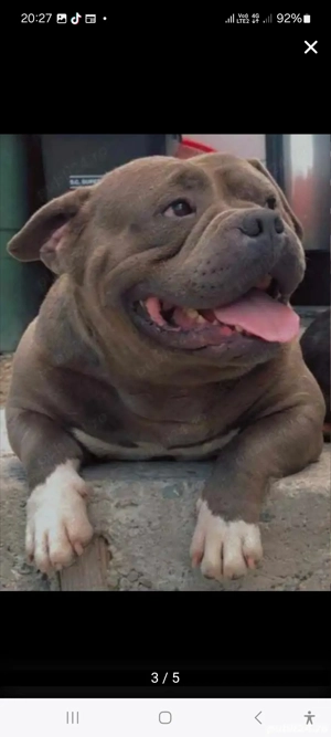 American Bully pocket pereche - imagine 2