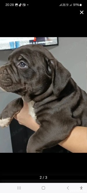 American Bully pocket pereche - imagine 3