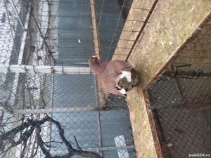 porumbei standard de vânzare  - imagine 3