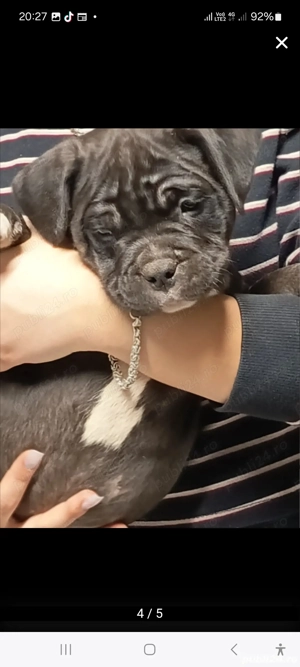 American Bully pocket pereche - imagine 4