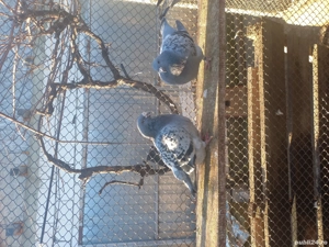 porumbei standard de vânzare  - imagine 4