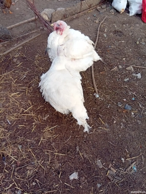 Curcan și curca de vînzare in Bălcești Gorj  - imagine 2