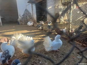 porumbei standard de vânzare  - imagine 5