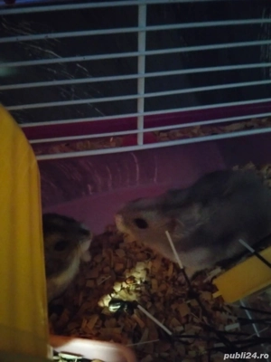 Vând hamsteri pitici Ruseşti. - imagine 2