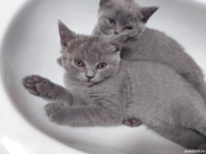 Pui British shorthair - imagine 3