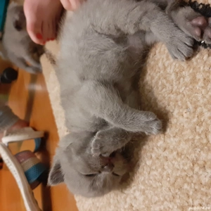 Pui British shorthair - imagine 2