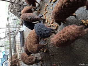 mangalita  - imagine 2