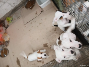 catei jack russell terriers  - imagine 2
