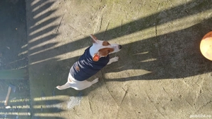 catei jack russell terriers  - imagine 4