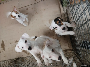 catei jack russell terriers 