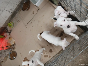 catei jack russell terriers  - imagine 3