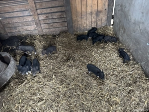 Porci Vietnamezi de vanzare  - imagine 3